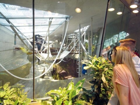 Visitors observing an exhibit with transparent walls, showcasing tropical plants and animal habitats.