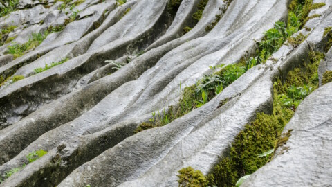 Grooved rock with moss and ferns growing in the crevices