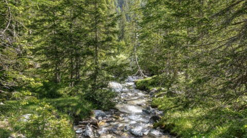 A stream flows through a forest lined with tall trees, with green grass along its banks.