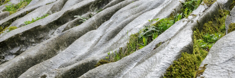 Grooved rock with moss and ferns growing in the crevices