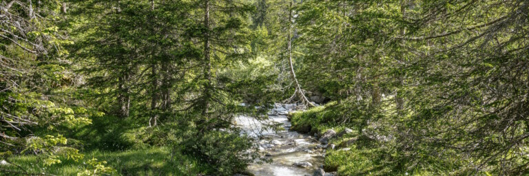 A stream flows through a forest lined with tall trees, with green grass along its banks.