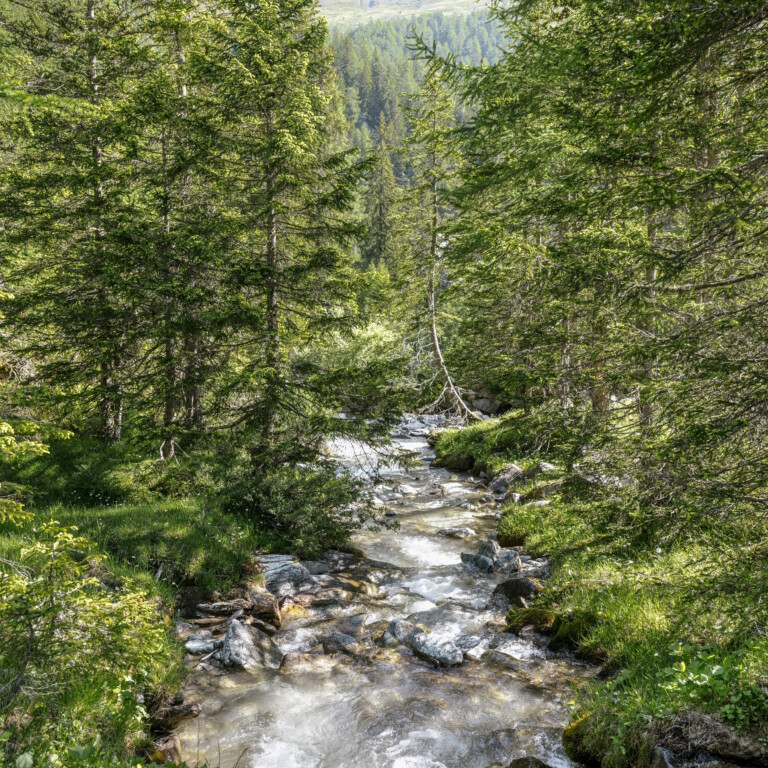 A stream flows through a forest lined with tall trees, with green grass along its banks.