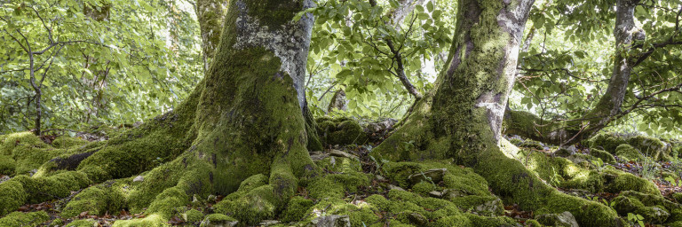 Von Moos bedeckte Wurzeln am Jurasüdfuss, der von der Westschweiz bis ins Schweizer Mittelland führt.