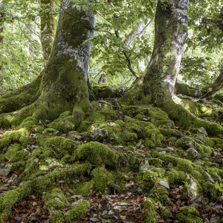Von Moos bedeckte Wurzeln am Jurasüdfuss, der von der Westschweiz bis ins Schweizer Mittelland führt.